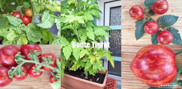 Tomaten: Bonte Tigret - Zwergtomate