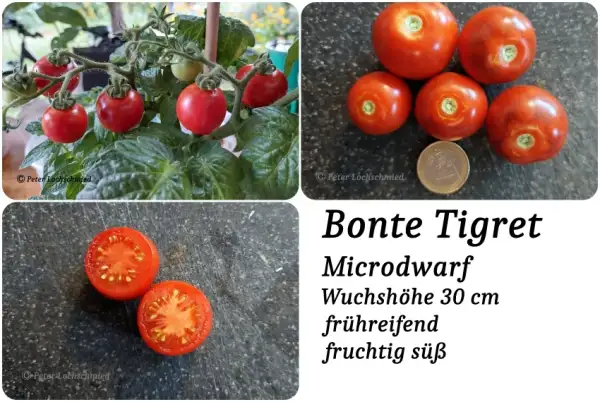 Tomaten: Bonte Tigret
