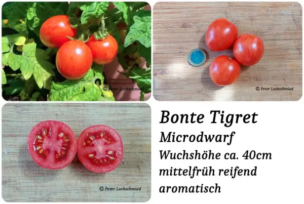Tomaten: Bonte Tigret