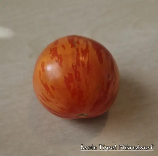 Tomaten: Bonte Tigret