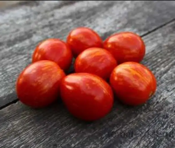 Tomaten: Bonte Tigret