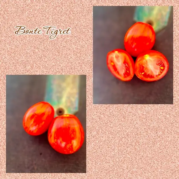 Tomaten: Bonte Tigret