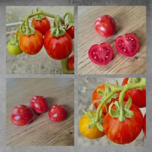 Tomaten: Bonte Tigret