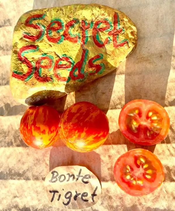 Tomaten: Bonte Tigret