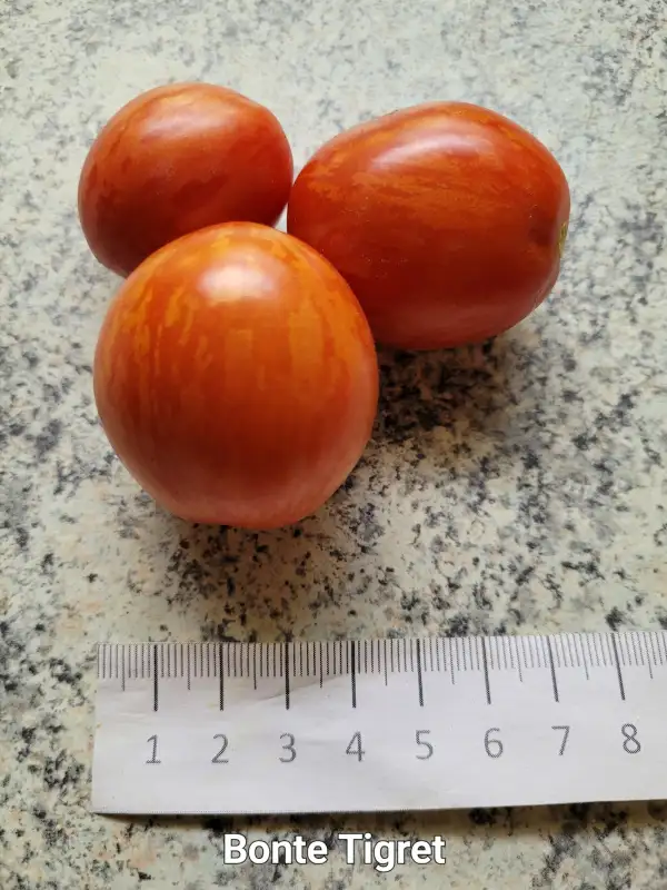 Tomaten: Bonte Tigret