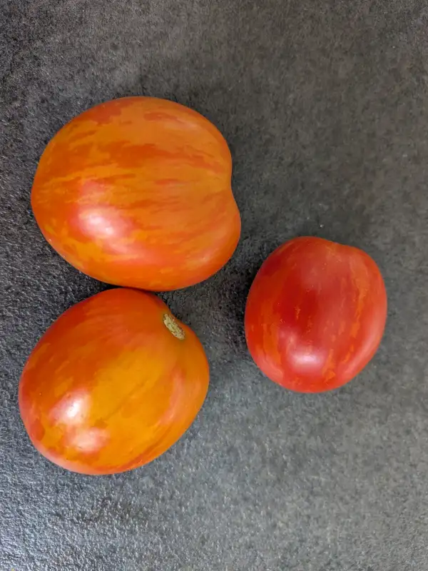 Tomaten: Bonte Tigret (Buschtomate)