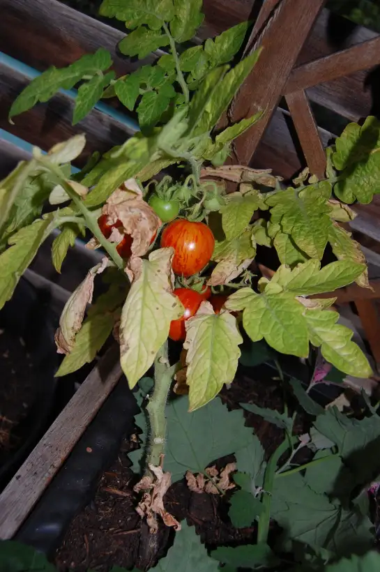Tomaten: Bonte Tigret (Micro Dwarf)