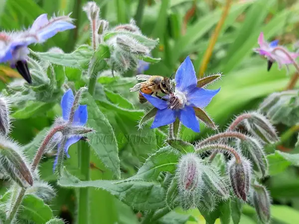 Kräuter: Borago officinalis - Himmelsstern - Gurkenkraut - Herb Borage