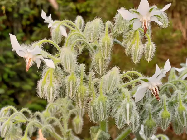 Kräuter: Borago officinalis var. alba ‣ ‣ ‣ ‣ ‣ ‣ Gurkenkraut ‣ Himmelsstern