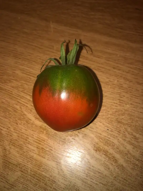 Tomaten: Bordovyi