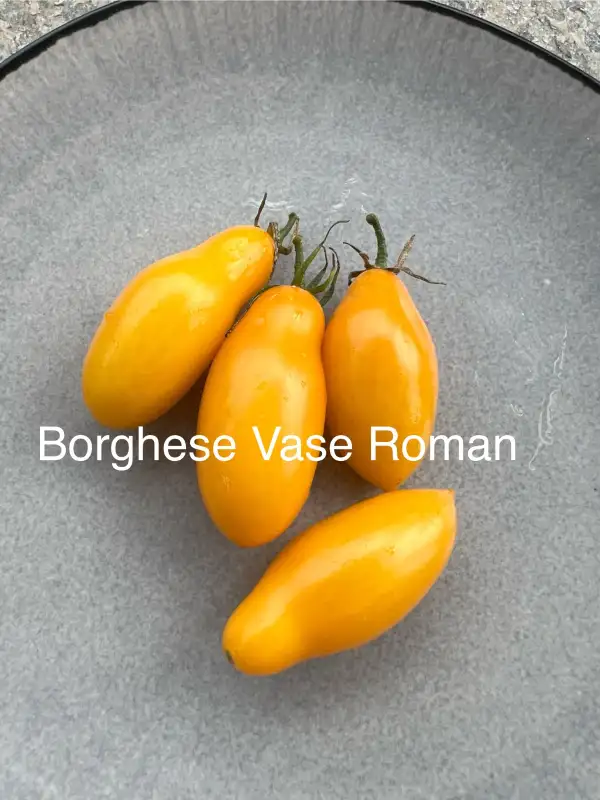 Tomaten: Borghese Vase Roman