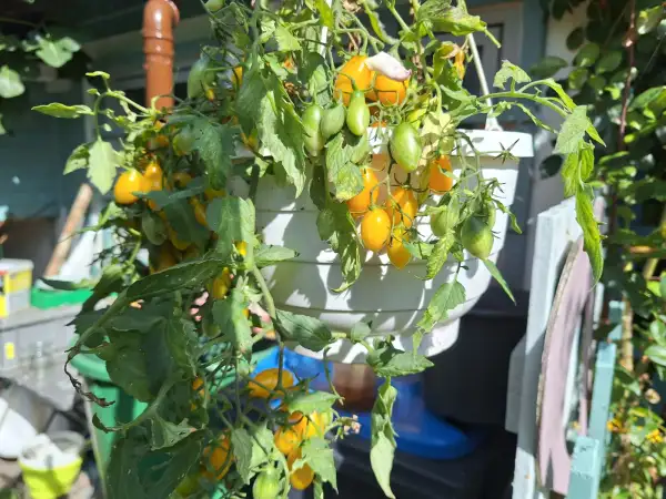 Tomaten: Borghesse Vase Romaniien - Ampeltomate