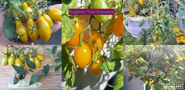 Tomaten: Borghesse Vase Romaniien - Ampeltomate