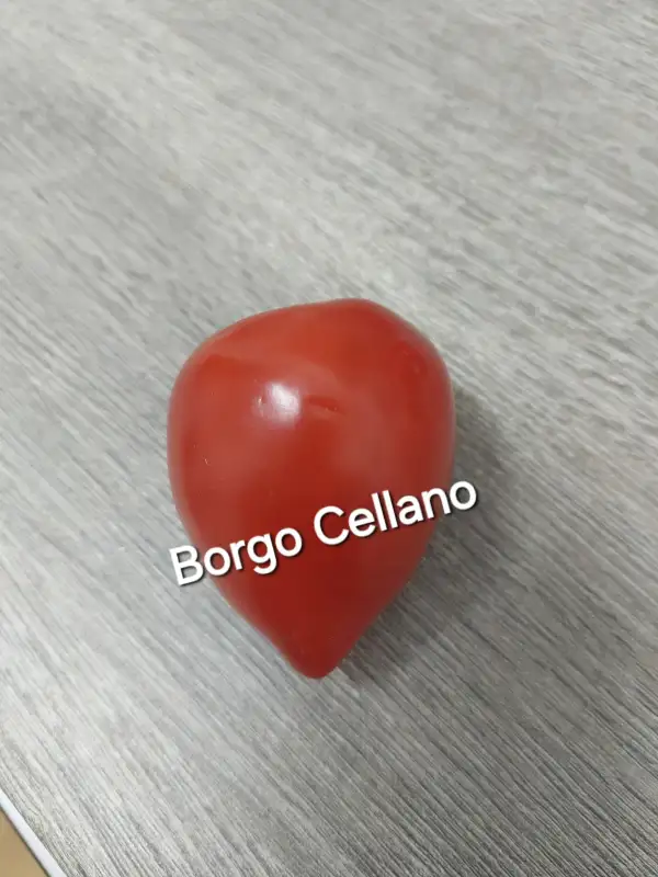 Tomaten: Borgo Cellano