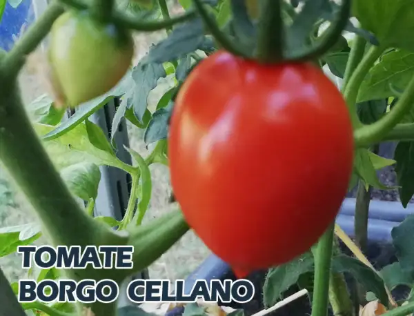 Tomaten: Borgo Cellano
