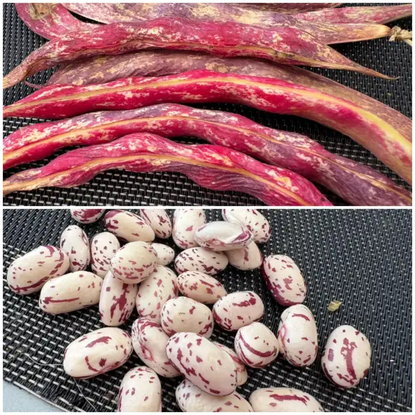 Bohnen: Borlotti