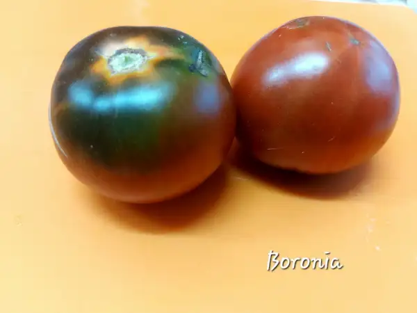 Tomaten: Boronia