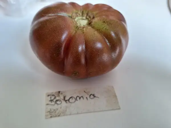 Tomaten: Boronia