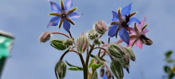 Blumen: Borretsch