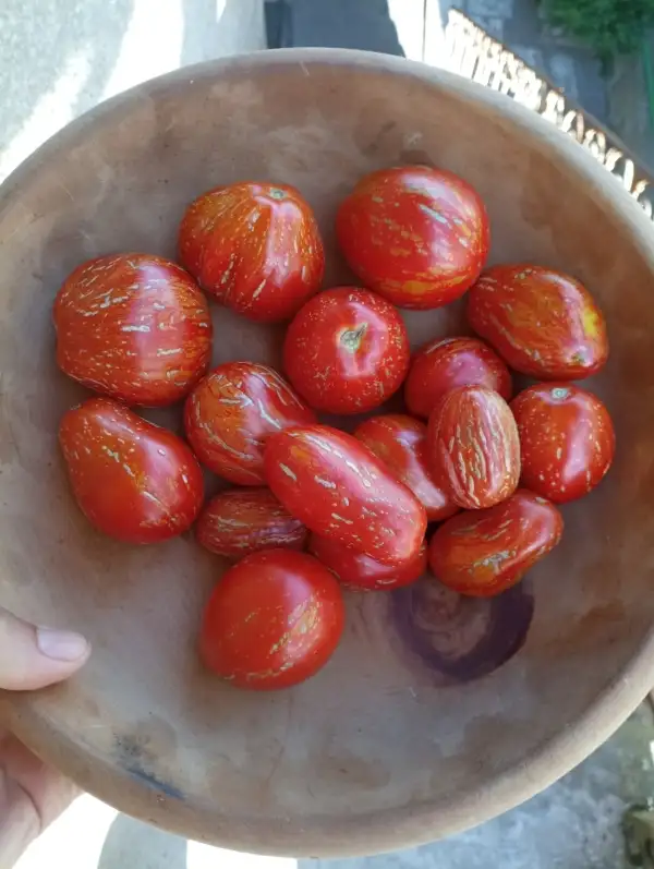 Tomaten: Borsa di Montone