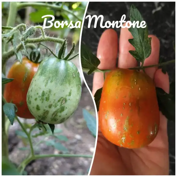 Tomaten: Borsa Montone