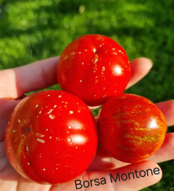 Tomaten: Borsa Montone