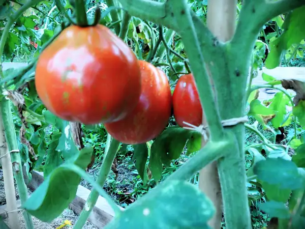 Tomaten: Borsa Montone ( Kat# 2607 )