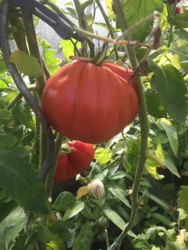 Tomaten: Borsalina