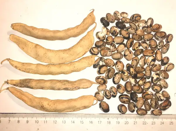 Bohnen: Bosnian