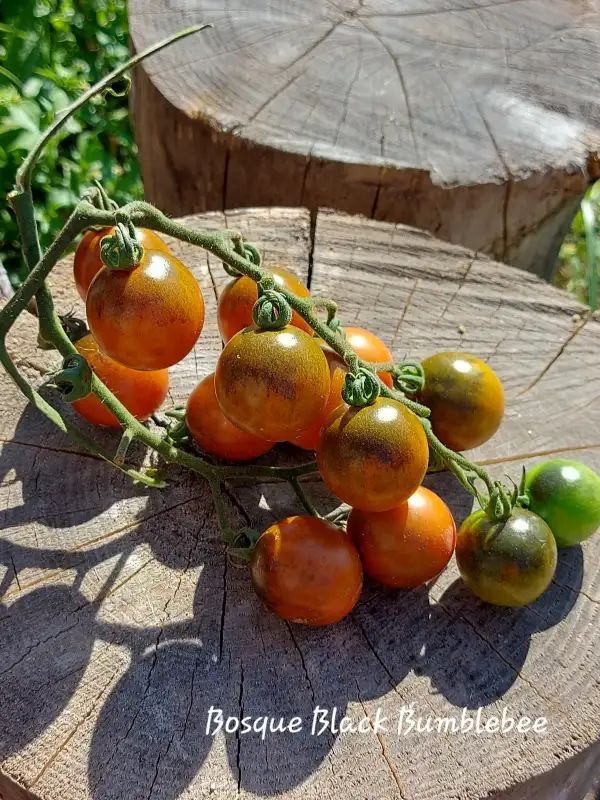 Tomaten: Bosque Black Bumblebee