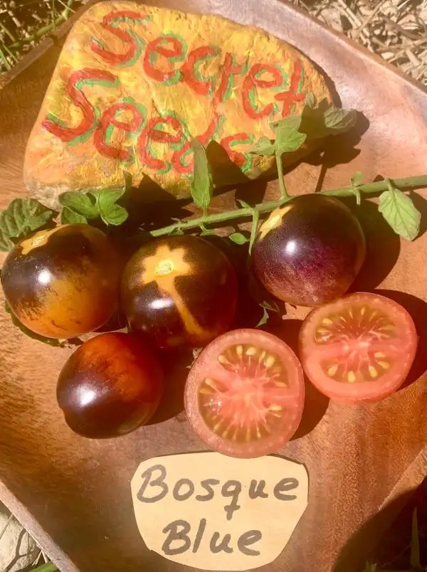 Tomaten: Bosque Blue