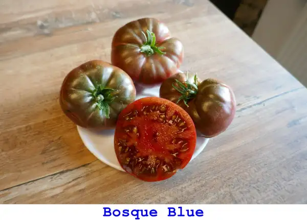 Tomaten: Bosque Blue