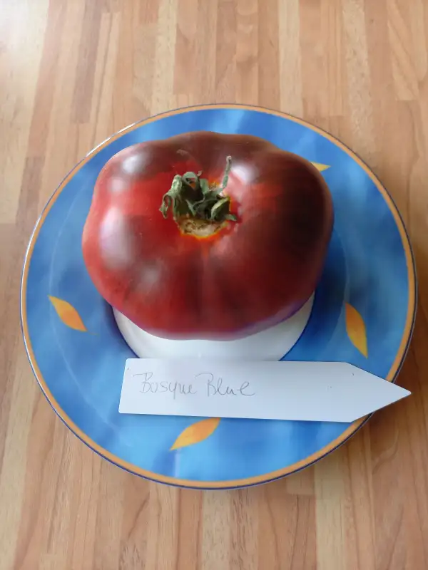 Tomaten: Bosque Blue
