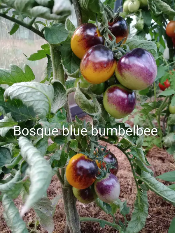 Tomaten: Bosque Blue Bumbelbee