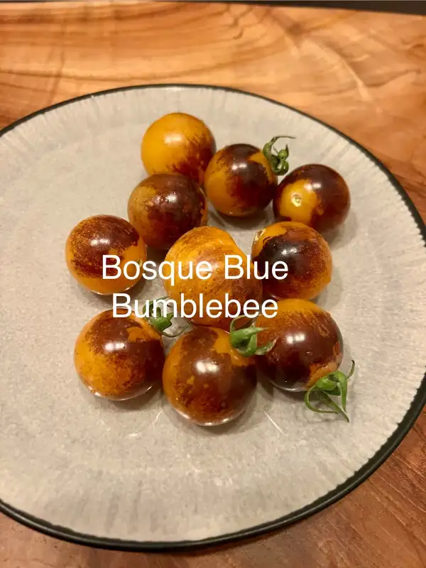 Tomaten: BOSQUE BLUE BUMBLEBEE