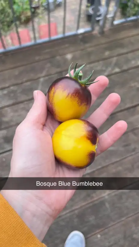 Tomaten: BOSQUE BLUE BUMBLEBEE