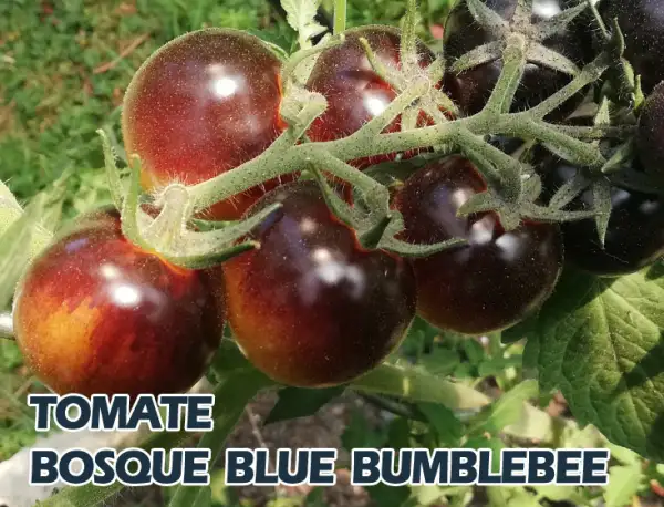Tomaten: BOSQUE BLUE BUMBLEBEE
