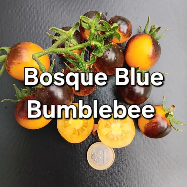 Tomaten: BOSQUE BLUE BUMBLEBEE