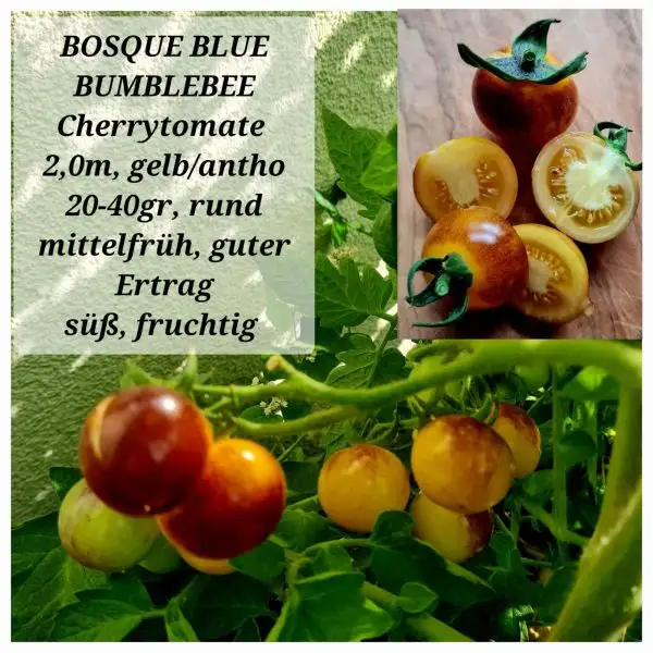 Tomaten: BOSQUE BLUE BUMBLEBEE