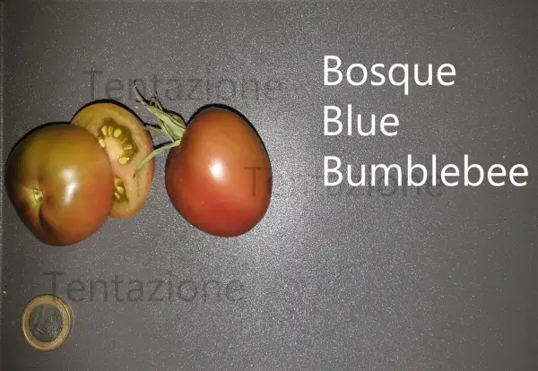 Tomaten: BOSQUE BLUE BUMBLEBEE