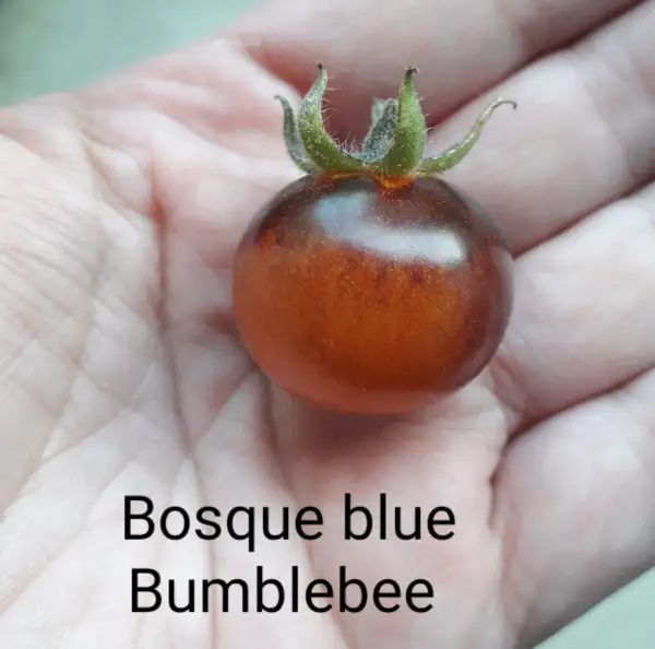 Tomaten: Bosque Blue Bumblebee (Kuckuck?)