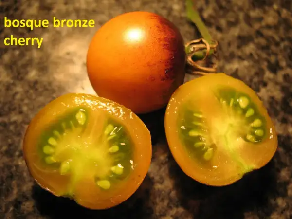 Tomaten: bosque bronze cherry