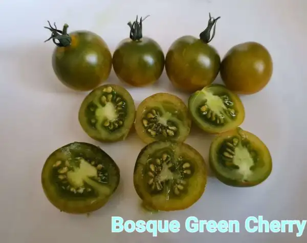 Tomaten: Bosque Green Cherry