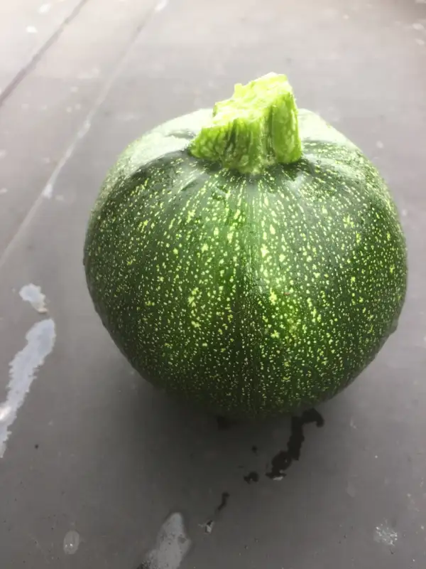 andere Gemüse: Botsman zucchini