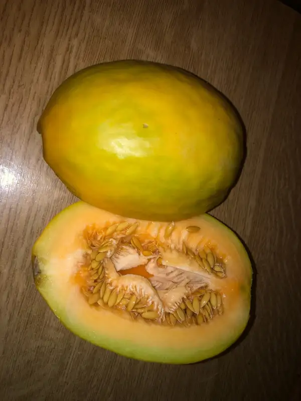 Obst: Boughem melone