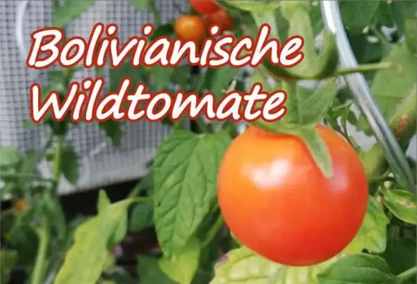 Tomaten: Bovilianische Wildtomate