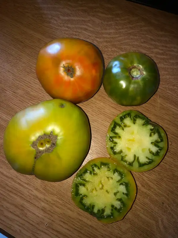 Tomaten: Box Green