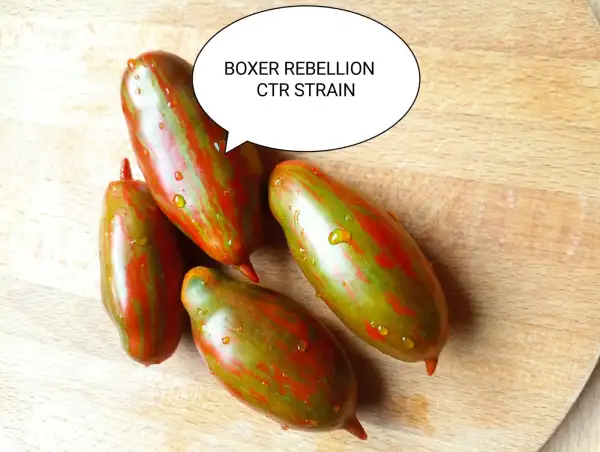 Tomaten: Boxer Rebellion