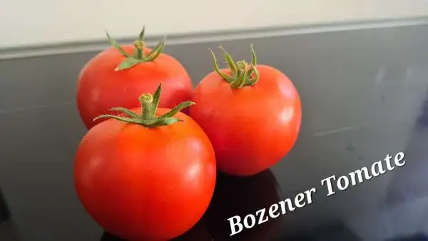 Tomaten: Bozener Fleischtomate