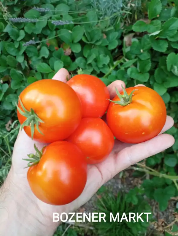 Tomaten: Bozener Markt